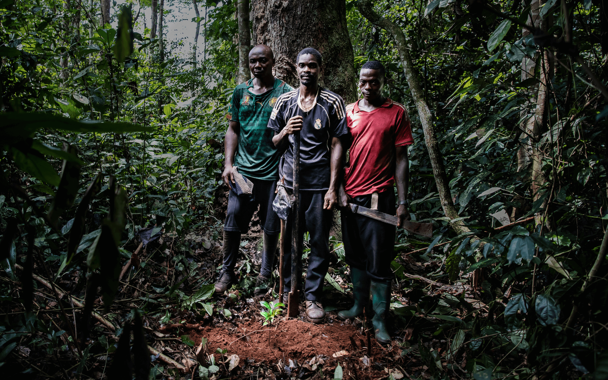 Taylor Guitars makes history with largest planting of Ebony trees in Congo Basin